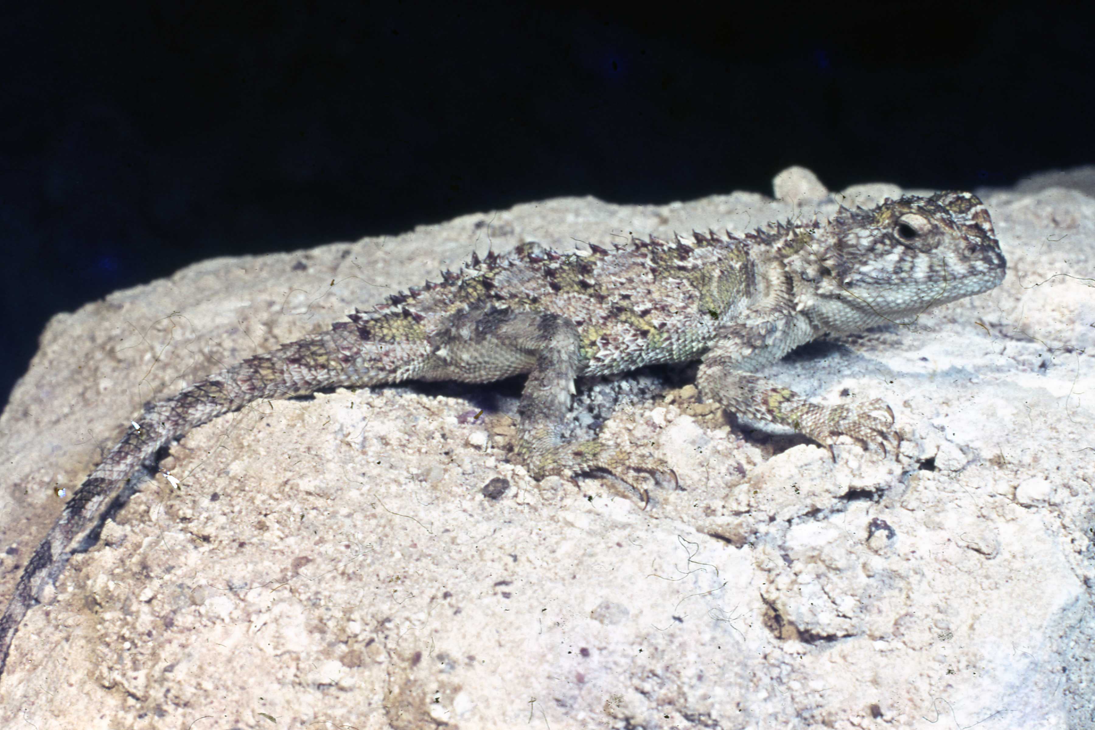 Cape Town-Chameleon